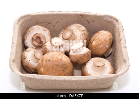 Dans une boîte de champignons Banque D'Images