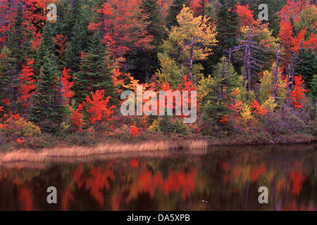 Étang, Grand Falls Windsor, Terre-Neuve, Canada, été indien, Automne, arbres, feuilles, rouge Banque D'Images