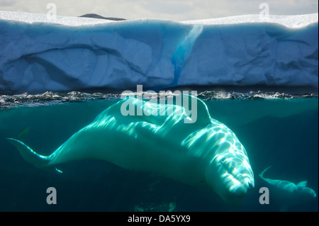 Le béluga, Delphinapterus leucas, baleines, Iceberg, Twillingate, Terre-Neuve, Canada, la glace, la nature Banque D'Images
