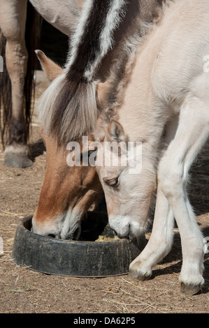 Un Fjord Horse colt et mare manger hors de la même bol à Stevensville, Montana. Banque D'Images