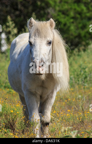 Brenham, Cheval Miniature, pet, Texas, USA, United States, Amérique du Nord, blanc, cheval, animal Banque D'Images