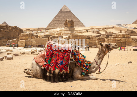 Camel en avant du grand Sphinx et pyramide de Khafré, également connu sous le nom de pyramide de Khéphren, Giza, Le Caire, Egypte Banque D'Images