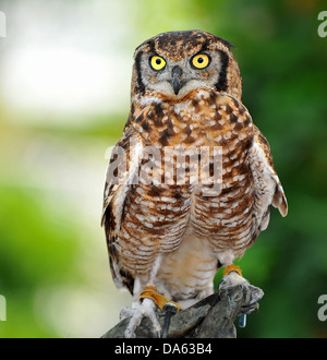 Un adolescent grand hibou avec regard pénétrant sur le gant en formation dans un centre de fauconnerie Banque D'Images