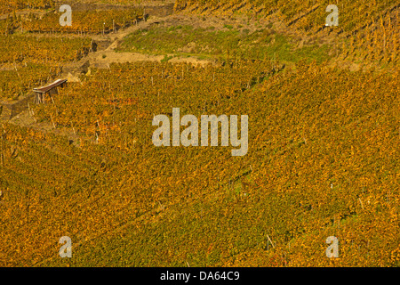 Vignes, automne, Saffenburg, Mayschoss, Ahrtal, vin, culture du vin, Eifel, Rhénanie-Palatinat, Allemagne, Europe Banque D'Images