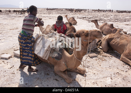 Les mines de sel, Danakil, Dallol, Afrique, trafic, transport, sel, saline, sel de l'exploitation minière, Assale, salt lake, chameaux, l'Éthiopie, Banque D'Images