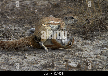 Cape d'écureuils terrestres combats ( Ha83 inauris ), Etosha National Park, Namibie, Afrique Banque D'Images