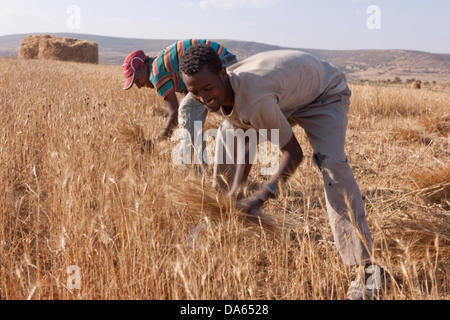 La récolte des céréales, la récolte, les Highlands, l'Abyssinie, highland, Afrique, paysage, paysage, l'agriculture, les agriculteurs, l'Éthiopie, Banque D'Images