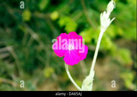 ROSE CAMPION, Lychnis coronaria, Banque D'Images