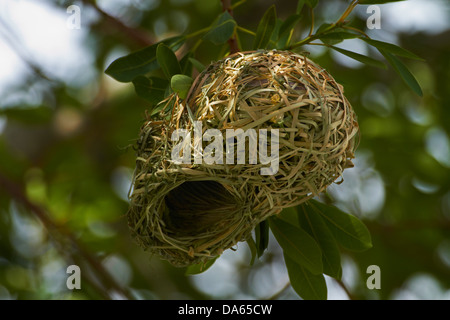 Nid du sud de masked weaver, Etosha National Park, Namibie, Afrique Banque D'Images