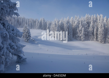 Arbres d'hiver, hiver, canton, VD, Vaud, neige, arbre, arbres, bois, la forêt, la neige, les sapins, la Suisse, l'Europe, le Col du Val, du Mollendruz Banque D'Images