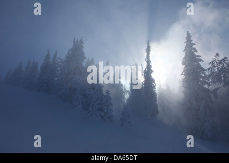 Arbres d'hiver, hiver, canton, VD, Vaud, neige, arbre, arbres, bois, la forêt, la neige, les sapins, la Suisse, l'Europe, soleil, Col du Mollendruz du Banque D'Images