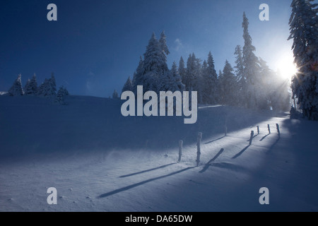 Arbres d'hiver, hiver, canton, VD, Vaud, neige, arbre, arbres, bois, la forêt, la neige, les sapins, la Suisse, l'Europe, soleil, Col du Mollendruz du Banque D'Images