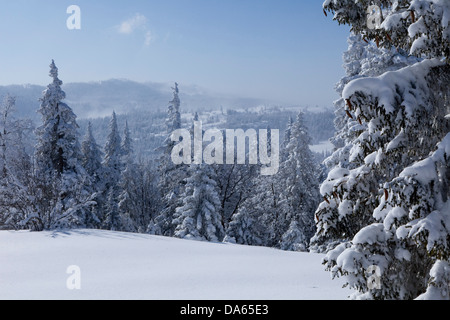 Bois d'hiver, Mont Tendre, hiver, canton, VD, Vaud, neige, arbre, arbres, bois, forêt, Suisse, Europe, sapins, Col du Mollendru Banque D'Images