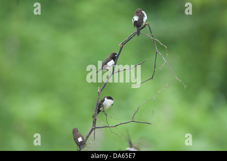 Le Capucin domino ou Mannikin à croupion blanc (Lonchura striata), parfois appelé Finch strié dans un bain d'oiseaux 4 Banque D'Images