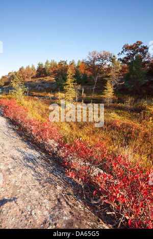 Lumière du matin donnant sur de magnifiques couleurs d'automne, Muskoka, Ontario, Canada. Banque D'Images