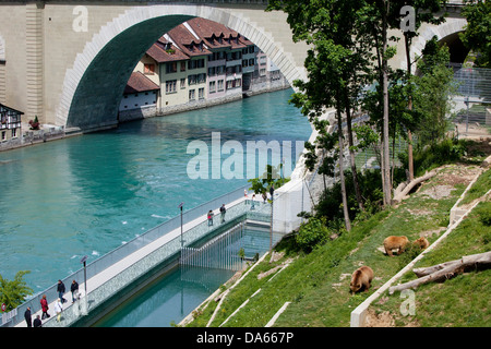 Fosse aux ours, l'Aare, Berne, canton, Berne, animaux, animal, zoo parc animalier, ours, ours, Suisse, Europe, ville, ville, Banque D'Images