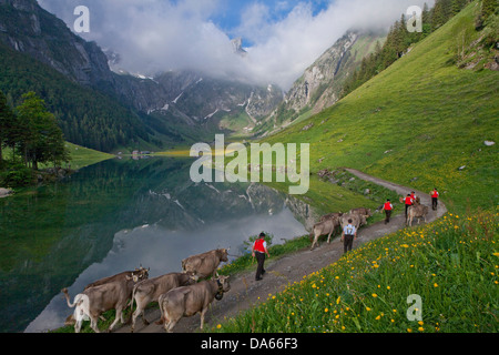 Transport de bétail, Seealp, Seealpsee, montagne, Montagnes, Lac de montagne, lac, printemps, cantons, Appenzell, Appenzell Innerroden, salon Banque D'Images