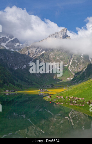 Transport de bétail, Seealp, Seealpsee, montagne, Montagnes, Lac de montagne, lac, printemps, cantons, Appenzell, Appenzell Innerroden, salon Banque D'Images