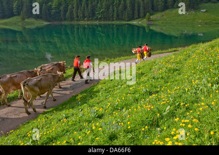 Transport de bétail, Seealp, Seealpsee, montagne, Montagnes, Lac de montagne, lac, printemps, cantons, Appenzell, Appenzell Innerroden, salon Banque D'Images