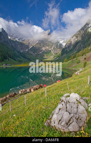 Transport de bétail, Seealp, Seealpsee, montagne, Montagnes, Lac de montagne, lac, printemps, cantons, Appenzell, Appenzell Innerroden, salon Banque D'Images