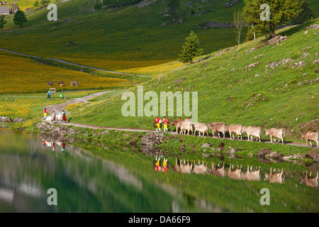 Transport de bétail, Seealp, Seealpsee, montagne, Montagnes, Lac de montagne, lac, printemps, cantons, Appenzell, Appenzell Innerroden, salon Banque D'Images