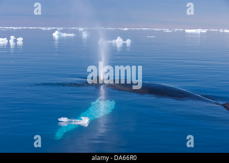 L'observation des baleines, observation des baleines, rorqual à bosse, le Groenland, l'Est du Groenland, la baleine, baleines, icebergs Banque D'Images