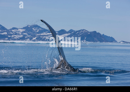 L'observation des baleines, observation des baleines, rorqual à bosse, le Groenland, l'Est du Groenland, la baleine, baleines, Banque D'Images