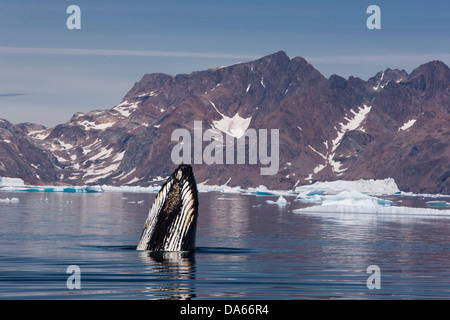 L'observation des baleines, observation des baleines, rorqual à bosse, le Groenland, l'Est du Groenland, la baleine, baleines, icebergs Banque D'Images