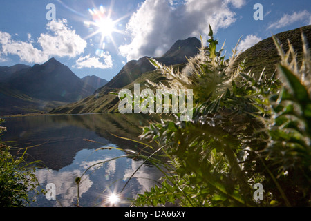 Le chardon, Alplisee, Arosa, canton, GR, Grisons, Grisons, lac de montagne, lac, fleur, fleurs, soleil, Suisse, Europe, Banque D'Images