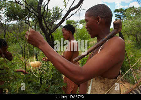 Les racines comestibles ou pommes bush déterrés sur les annif, du musée vivant de la Ju/'Hoansi-San, Grashoek, Namibie Banque D'Images