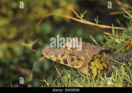 Caiman crocodilus, animal, reptile, Caïman à lunettes, CAIMAN, commune de côté, Pantanal, Mato Grosso, Brésil, S Banque D'Images