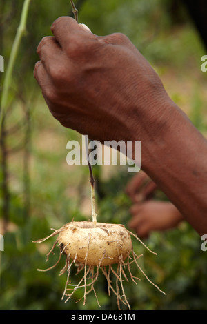 Les racines comestibles ou pommes bush déterrés sur les annif, du musée vivant de la Ju/'Hoansi-San, Grashoek, Namibie Banque D'Images