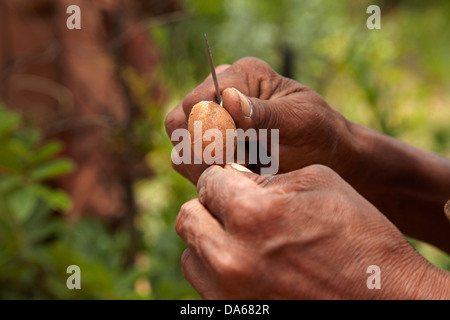 Les racines comestibles ou pommes bush déterrés sur les annif, du musée vivant de la Ju/'Hoansi-San, Grashoek, Namibie Banque D'Images