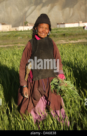 Costume traditionnel, robe,, indigènes, personne, femme, femmes, domaine, le travail de terrain, portrait, Padum, Zanskar, vallée du Zanskar, Karg Banque D'Images