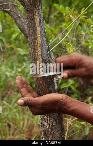 Obtenir l'écorce des arbres pour l'annif d'éducation sur la médecine, du musée vivant de la Ju/'Hoansi-San, Grashoek, Namibie Banque D'Images