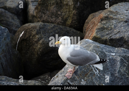 Goéland argenté Larus argentatus debout sur les rochers de la mer du Nord Banque D'Images
