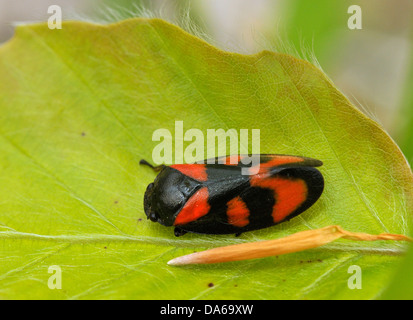 Rouge et Noir - Froghopper Cercopsis vulnerata Banque D'Images