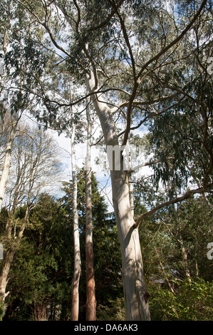 Eucalyptus gunnii arbre Banque D'Images