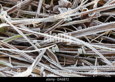 Herbes recouvertes de gel le matin d'hiver à Briantspuddle, près de Dorchester, à Dorset, en Grande-Bretagne. Banque D'Images