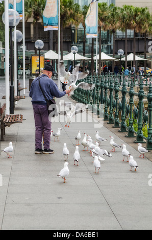 Un homme nourrit les oiseaux à Circular Quay Sydney. Banque D'Images