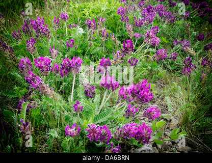 - Viola odorata violette odorante, violette, commun ou le jardin Violet Banque D'Images
