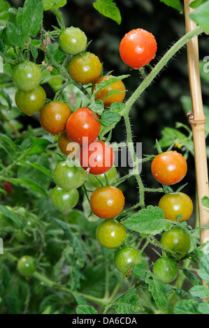 Tomates cerises mûres Sweet Million sur plante. Banque D'Images