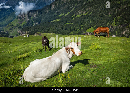 Arrière-plan du paysage paisible sereine - vaches qui paissent sur prairie alpine dans les montagnes de l'Himalaya. L'Himachal Pradesh, Inde Banque D'Images