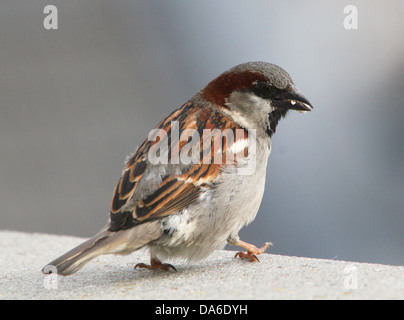 Close-up of a male Moineau domestique (Passer domesticus) visite de mon balcon (plus de 40 images en série) Banque D'Images