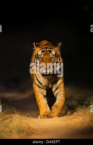 Tigre du Bengale mâle dominant la marche sur un chemin forestier tacheté dans la belle lumière du soleil de fin d'après-midi dans la Réserve de tigres de Kanha, Inde. Banque D'Images