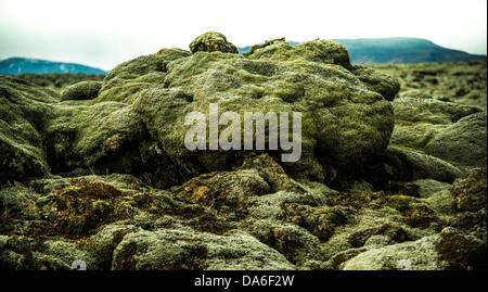 Le lichen d'islande (Cetraria islandica) sur des roches de lave Banque D'Images