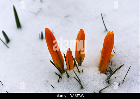 Crocus (Crocus fleurs orange) dans la neige Banque D'Images