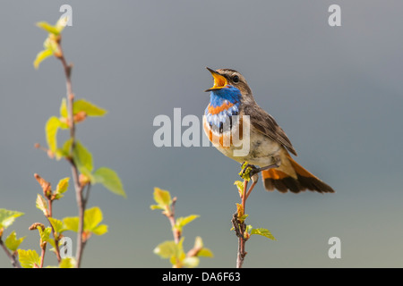 Gorgebleue à miroir (Luscinia svecica svecica), mâle chanteur Banque D'Images