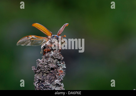 Cockchafer (Melolontha melolontha) taking off Banque D'Images