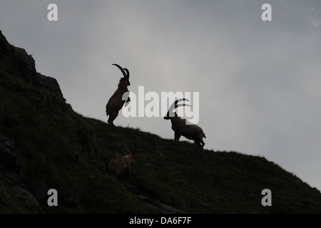 Bouquetins des Alpes (Capra ibex), bucks Banque D'Images